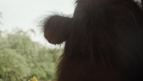 Orangutan-sits-on-tree-eating-fruit-with-rainforest-in-background