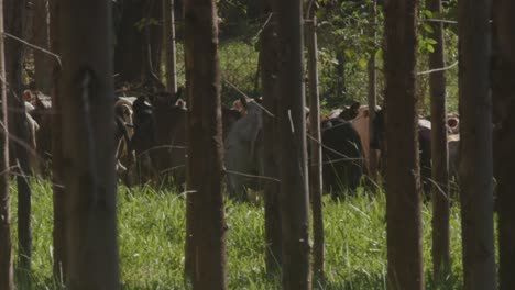 Gruppe-Von-Nelore-Rindern-Auf-Einem-Bauernhof-In-Der-Ferne