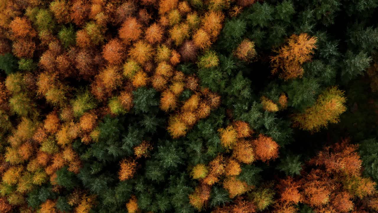 Top down aerial view of the colourful autumn forest in Wicklow with orange larch and green spruce trees