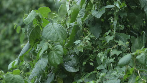 Große-Blätter-Und-Dichtes-Regenwaldlaub