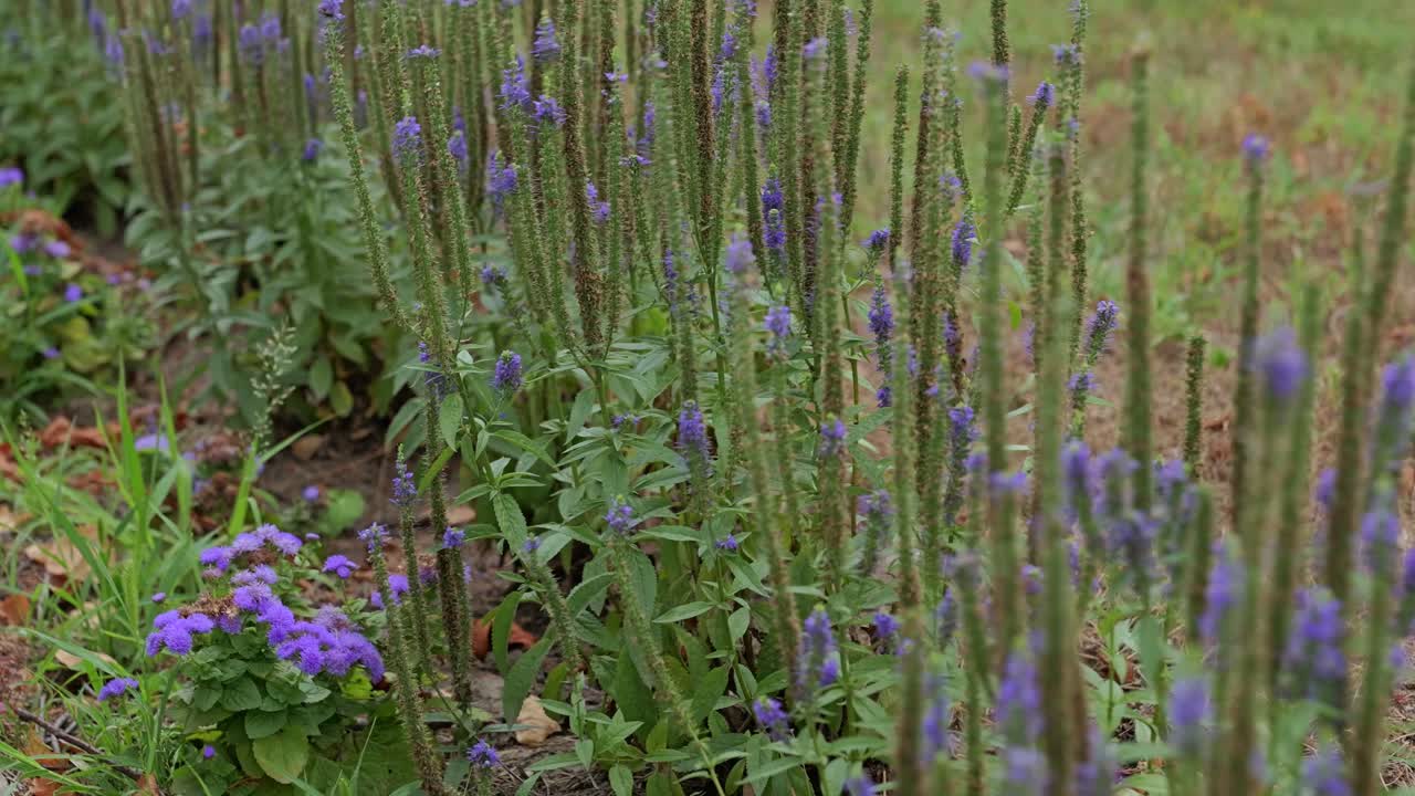 primer plano de las flores de lavanda en el parque