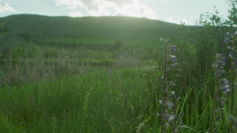 Purple-Wildflowers-Scenic-Landscape-with-Sun-setting-behind-hills-mountains-on-Colorado-Summer-Day