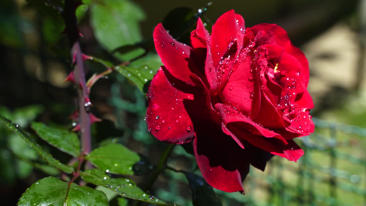 Rosenblomst på en baggrund af grønne blade og torne med morgendug, der skinner på smukke røde kronblade.