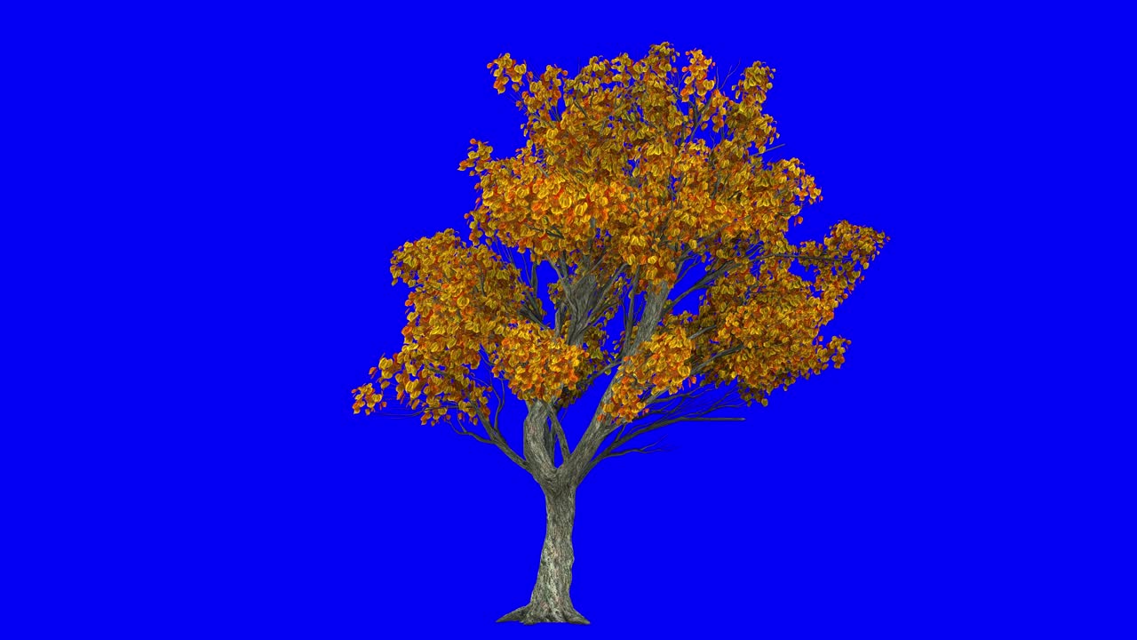 3D katsura tree in Autumn Fall season, with wind effect on blue screen 3D animation