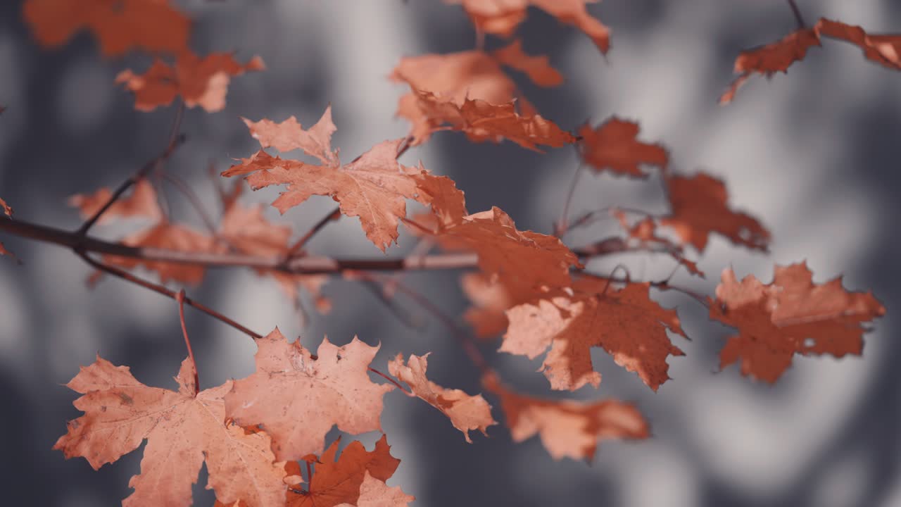A close-up of the bright-orange maple leaves on the thin branch
