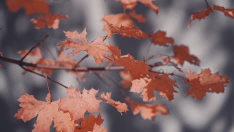 a close-up of the bright-orange maple leaves on the thin branch