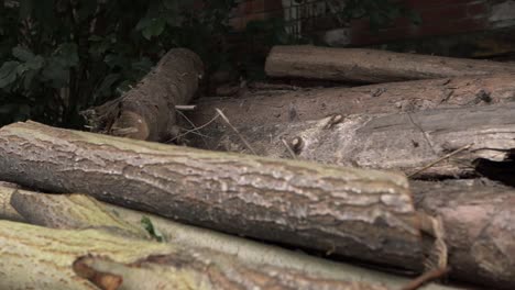 Holzhaufen-Gefällter-Bäume,-Mittlere-Schwenkaufnahme