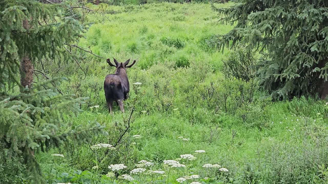 Handheld video of a moose in Breckenridge Colorado. Moose is feeding on grass and turns to look toward camera.