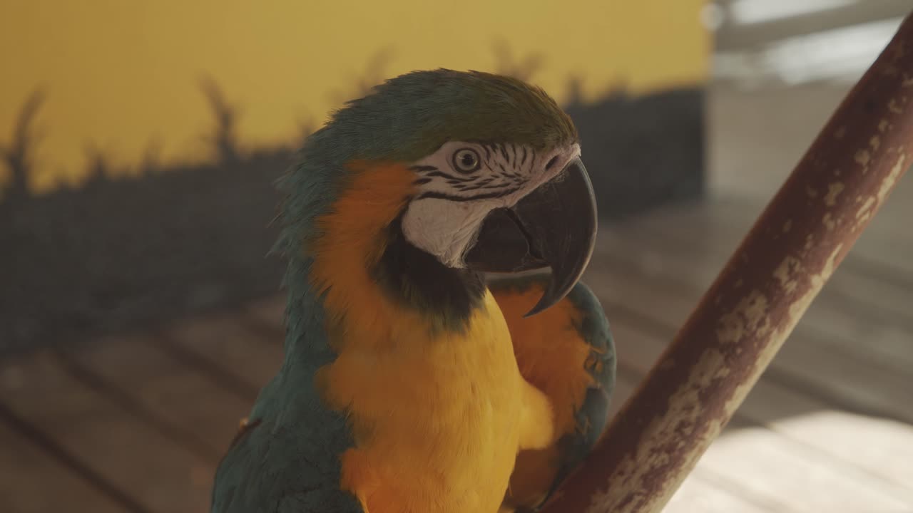 el guacamayo azul y amarillo, también conocido como guacamayo azul y dorado, es un gran loro sudamericano