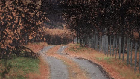 El-Estrecho-Camino-De-Tierra-Atraviesa-El-Paisaje-Otoñal