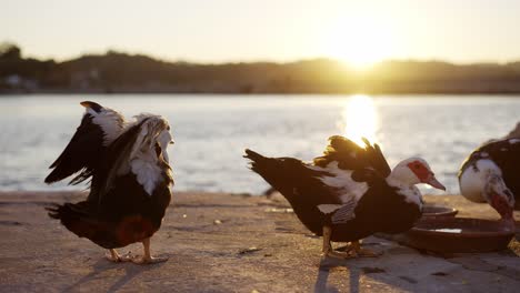 patos picoteando comida desde un muelle de piedra