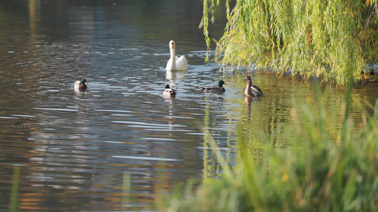 A swan glides ahead of several ducks, all swimming together under the shadow of a weeping willow by the lake.