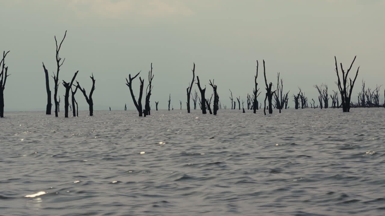 Dead Trees in a Lake