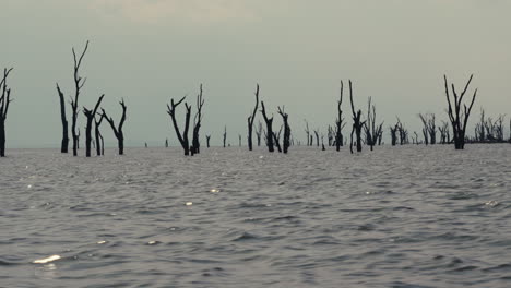 dead trees in a lake