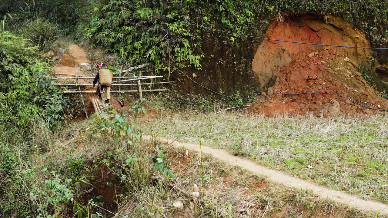 Local villager crossing bamboo bridge in lush forest during herbal foraging walk