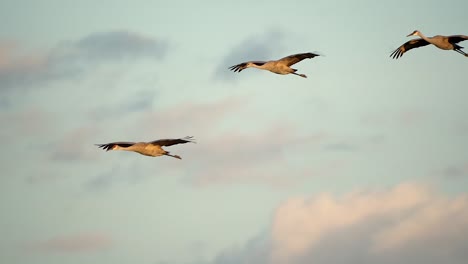 tres grullas de montaña de arena volando hacia los humedales al atardecer para alojarse por la noche