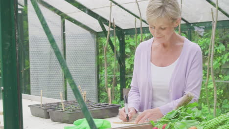 senior woman writing labels for plants in seed trays in greenhouse