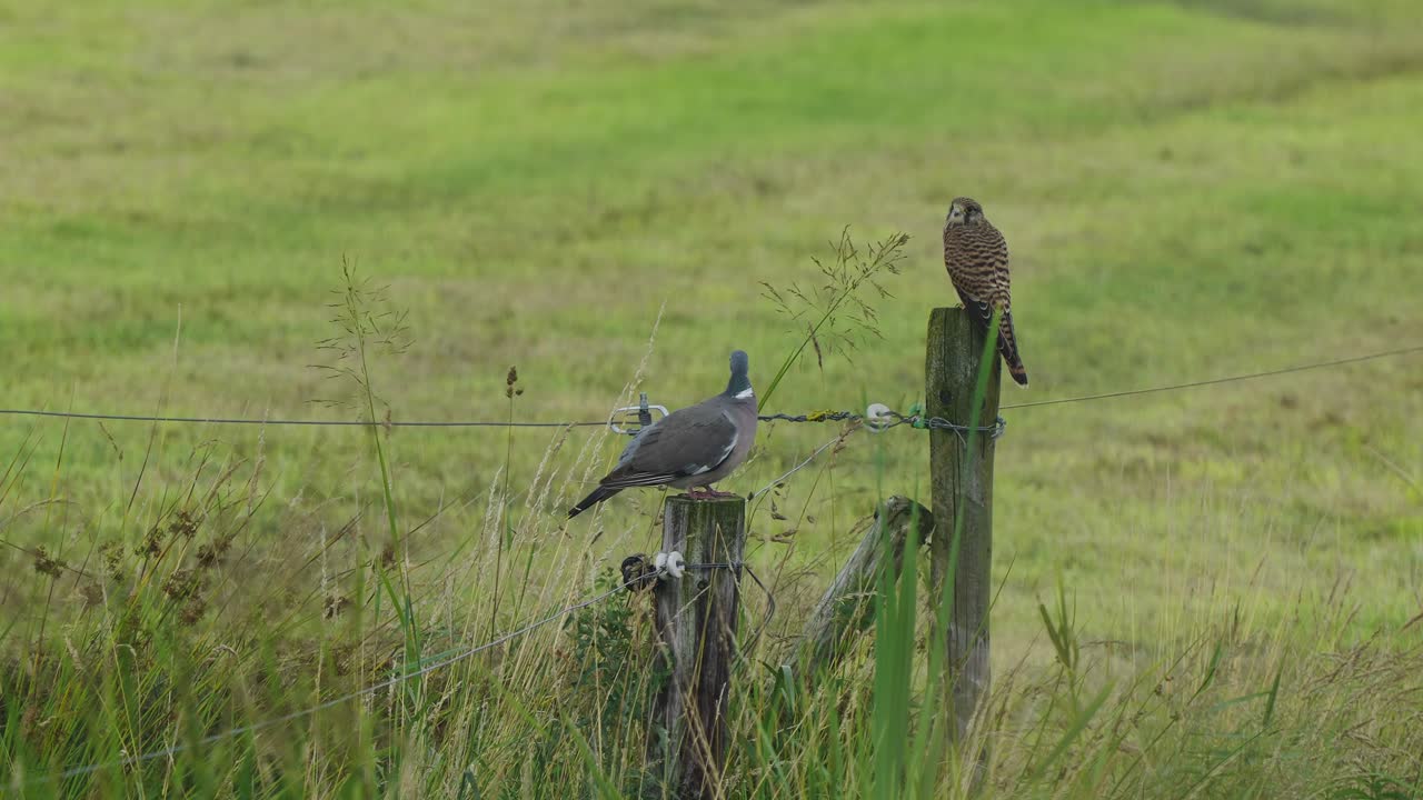 비둘기와 매가 초원의 울타리에 앉아 있다