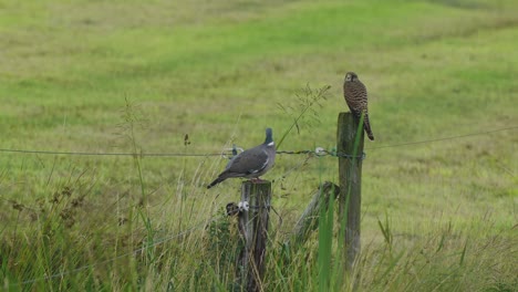 a dove and a hawk are caught sitting on the fence on the meadow