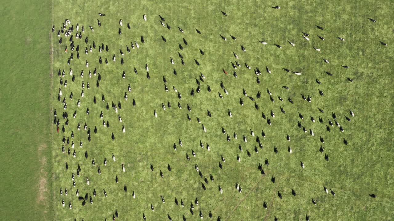 들판에서 질주하는 소