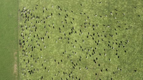 cows galloping in a field