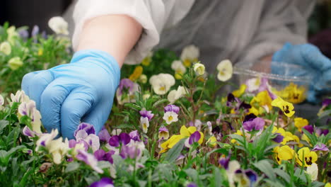 picking pansies
