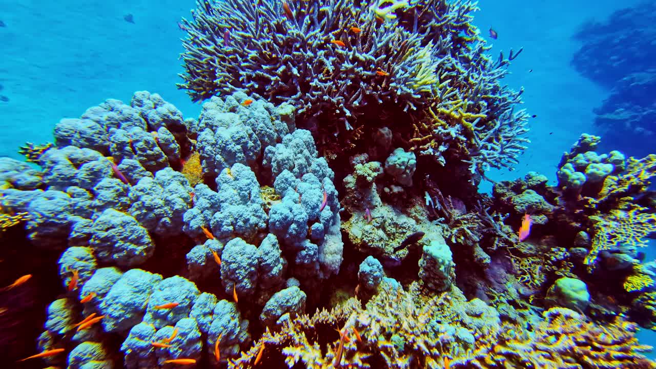 Ripresa subacquea inclinata verso l'alto che si muove lungo una vivace barriera corallina ricoperta di pesci tropicali. La telecamera si alza lentamente, rivelando fitti coralli e una colorata vita marina in acque blu limpide.