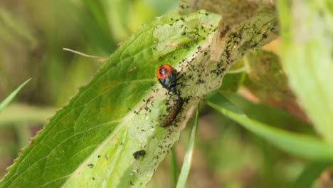 Pequeño-Insecto-Negro-Y-Rojo-Sentado-En-Una-Hoja-Comiendo-Una-Larva