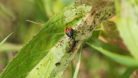 Small Black and Red Bug sitting on a Leaf eating a Larval