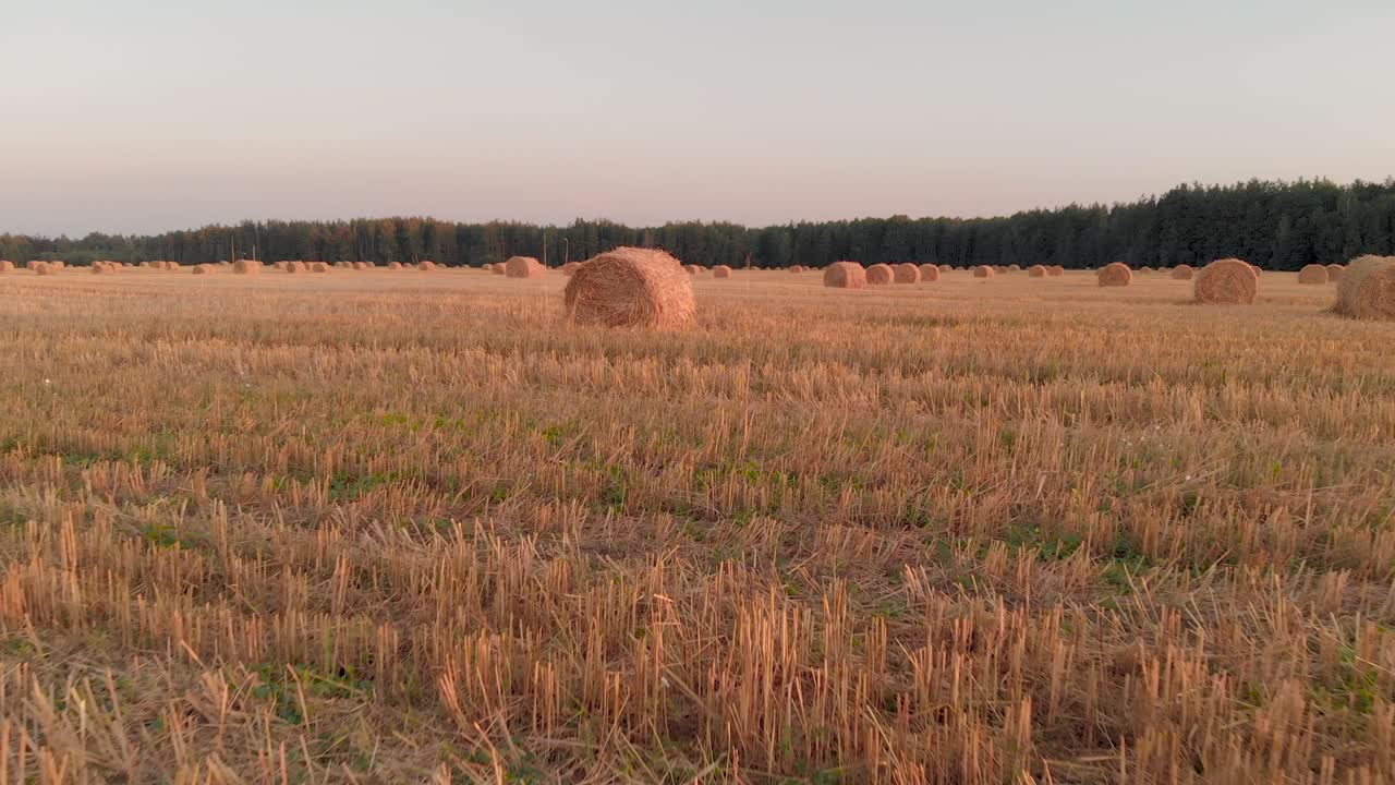 Tarladaki saman balyaları
