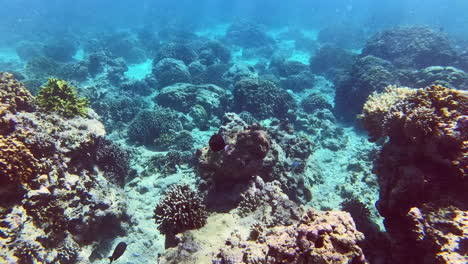 Stunning-coloured-coral-cliff-and-pink-tailed-trigger-fish-gracefully-swimming-while-snorkelling-in-the-crystal-clear-aqua-blue-sea-waters-of-Pulau-Menjangan-island,-Bali,-Indonesia