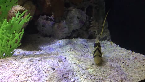 Nahaufnahme-Von-Klappmesserfischen,-Die-Auf-Dem-Boden-Schwimmen