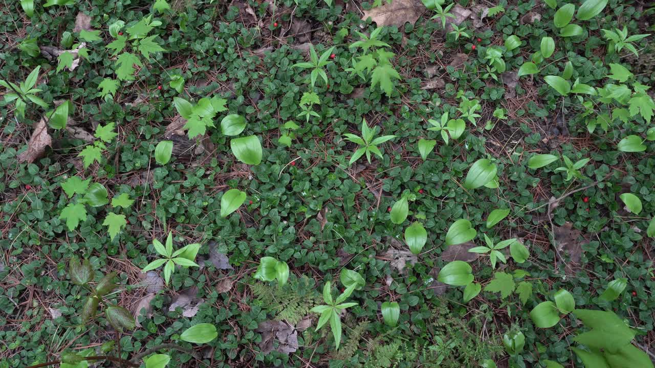 Vegetation in a very close-up view of various lush and abundant green plants. It feels like a work of art created by nature