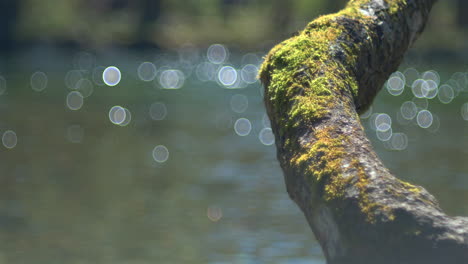 a branch over the river in the foreground with a blurry river in the background creating a soapy bokeh effect