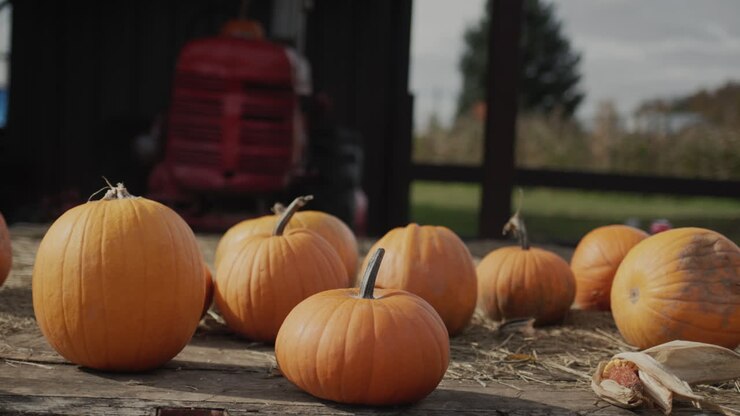 Several pumpkins on the farm, with a tractor visible in the background. Halloween decor