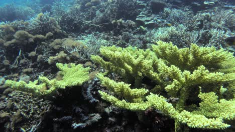 un gran coral de cuerno de alce amarillo se erige prominentemente en un vibrante arrecife de coral, rodeado de diversa vida marina