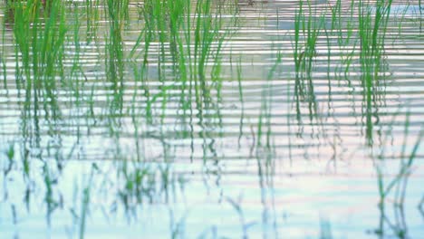 スローモーション – 水草のある湖水面の波