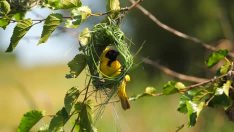 southern masked weaver yellow bird building grass blades nest in tree, close up