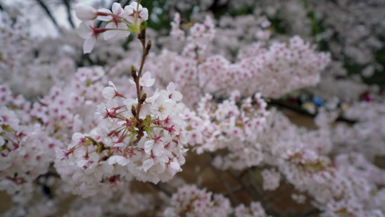 Fiori di ciliegio Sakura in Giappone 4K Giardino Nazionale di Shinjuku Gyoen.