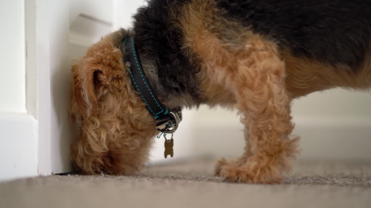 Jack Russell dog sniffing at door
