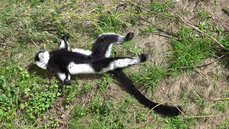 black and white ruffed lemur lying on back resting in sun - top down view