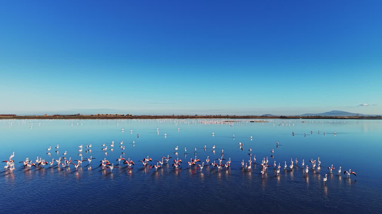 Flamingos gather in large numbers at a calm water body during daylight