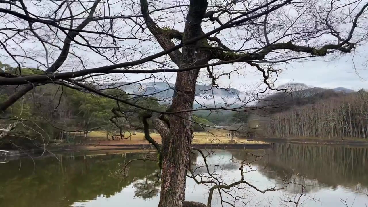 日本の奈良公園、池を背景にした葉のない木々の枝。