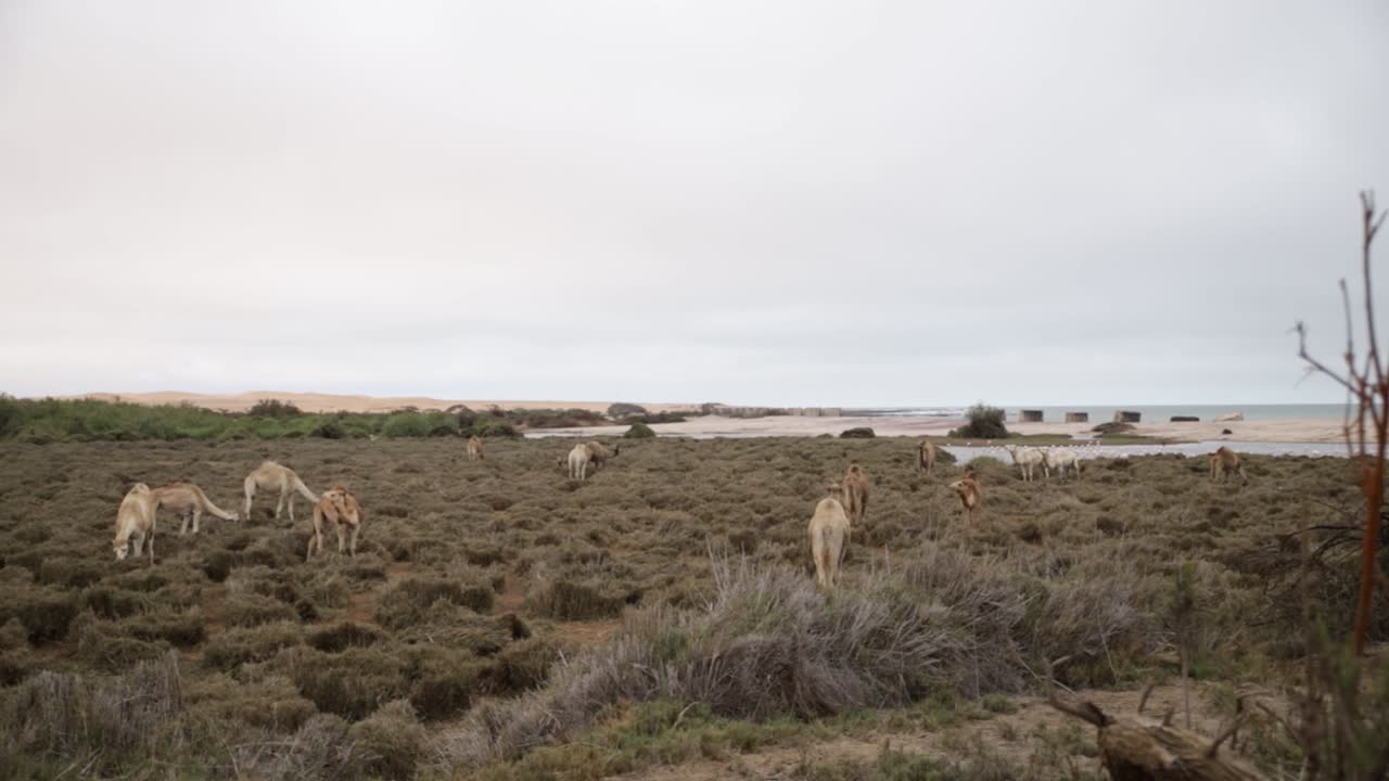 grupo de camellos caminando y pastando a través de la desecada desembocadura del río swakopmund con flamencos en la distancia