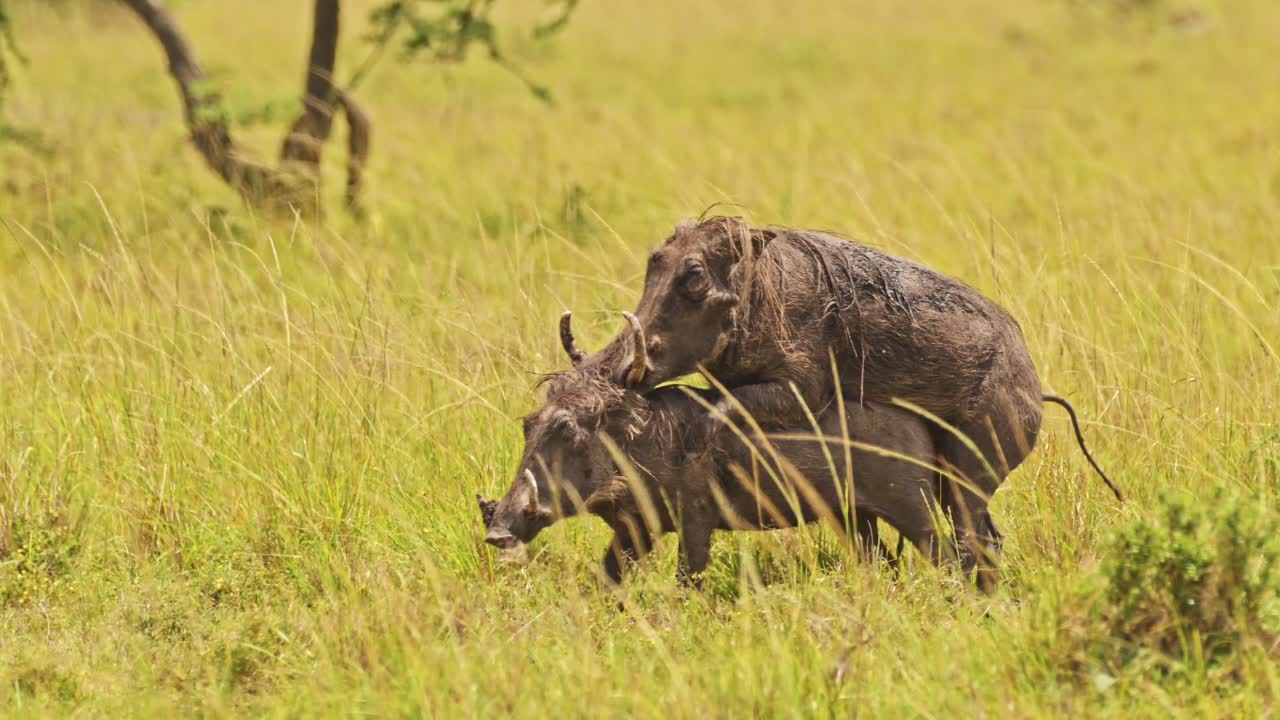 Ripresa al rallentatore di facoceri che si accoppiano in praterie di erba alta tra la vegetazione naturale, fauna selvatica africana nella Riserva Nazionale Maasai Mara, Kenya, animali da safari africani nella Masai Mara North Conservancy.