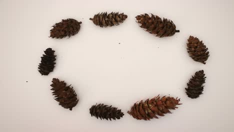 pine-cone loop in circle - stop motion animation