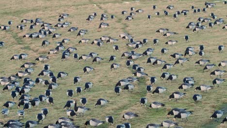 Una-Bandada-De-Gansos-Percebes-Pastando-En-Un-Campo,-Panorámica-De-Izquierda-A-Derecha