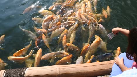 fish farming in artificial ponds