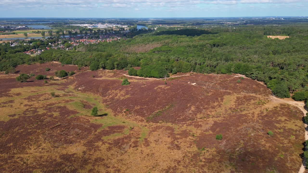 toma aérea cinematográfica de drones del paisaje florido de la reserva natural de brezo en plena floración con vistas al desarrollo de la ciudad urbana en el fondo
