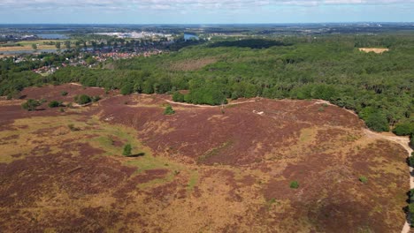 Cinematic-aerial-drone-shot-of-flowering-landscape-of-Heather-Nature-Reserve-in-full-bloom-with-urban-city-development-view-at-the-background